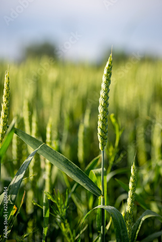 Wheat in the field