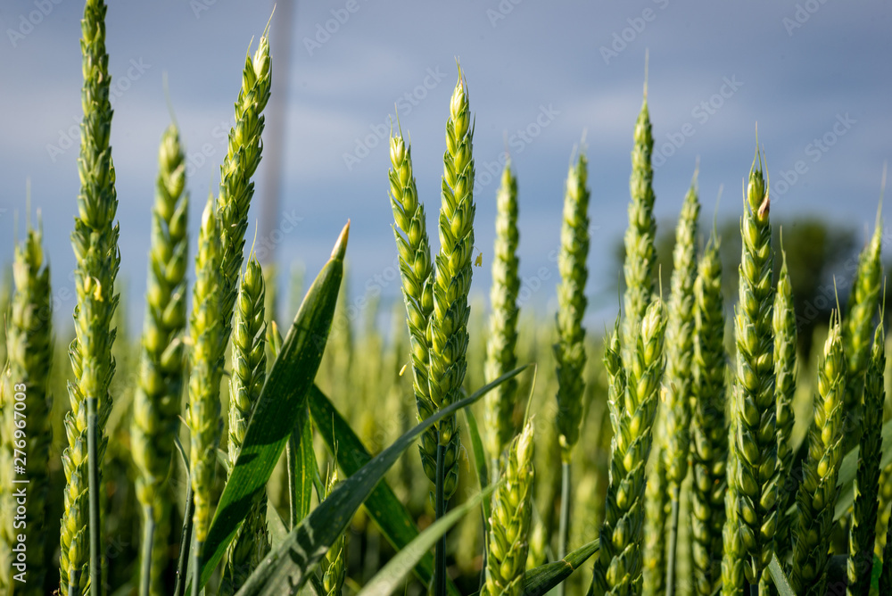 Wheat in the field