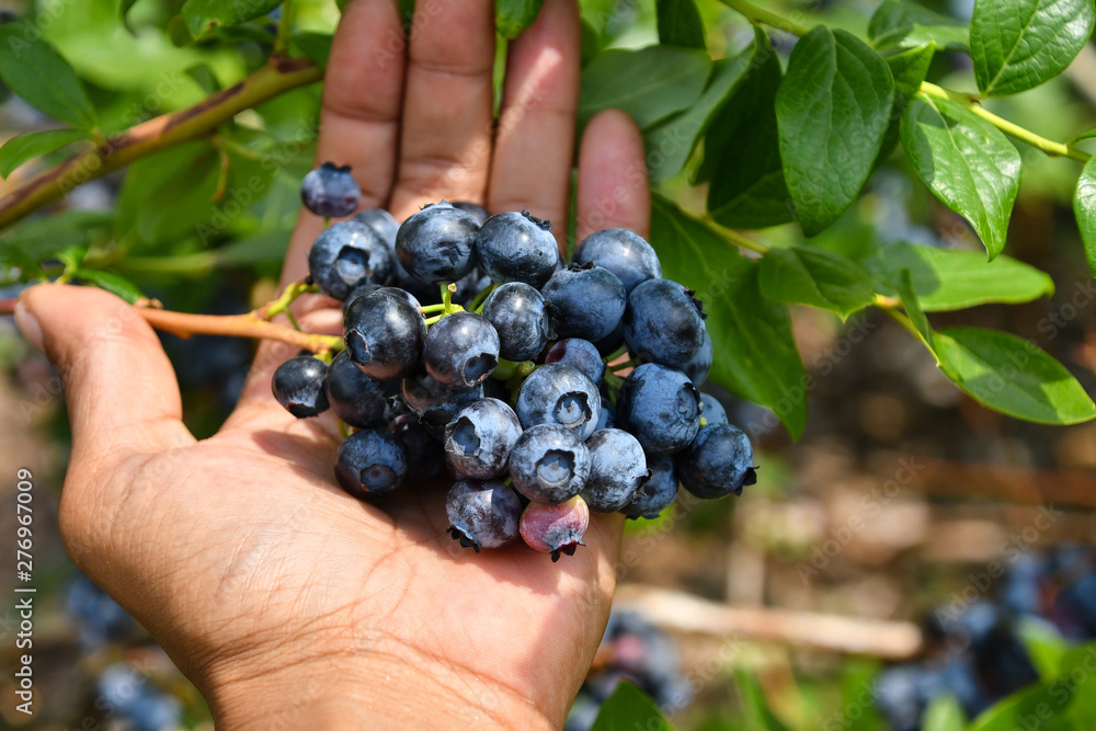 Blueberries