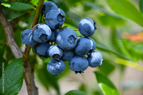 Blueberries