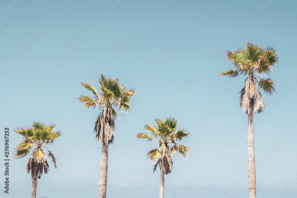 palm trees against blue sky