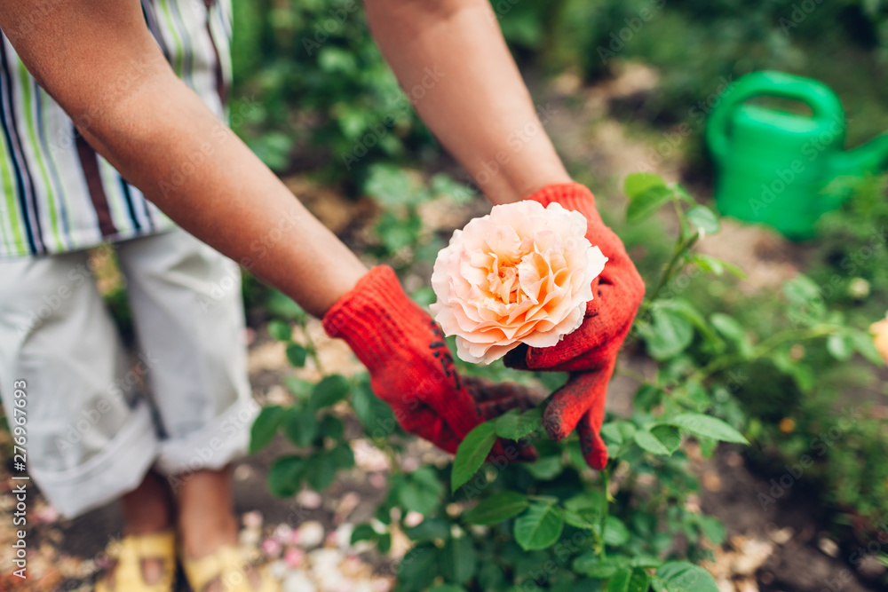 Senior woman taking care of flowers in garden. Middle-aged gardener showing orange rose. Gardening concept