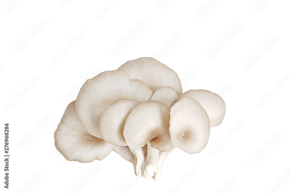 Oyster mushroom isolated on white background with clipping path.(Indian Oyster, Phoenix Mushroom) Oyster mushroom isolated on white background with clipping path.(Indian Oyster, Phoenix Mushroom)