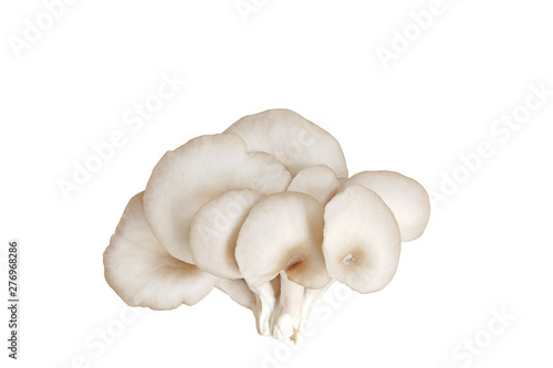 Oyster mushroom isolated on white background with clipping path.(Indian Oyster, Phoenix Mushroom)