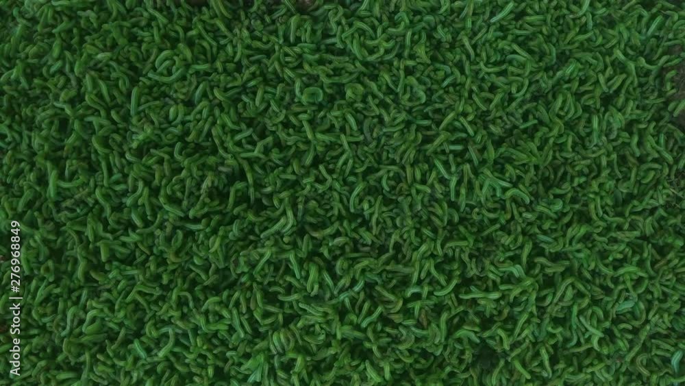 Green caterpillars falling from trees cover the earth Green caterpillars falling from trees cover the earth