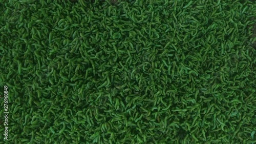 Green caterpillars falling from trees cover the earth