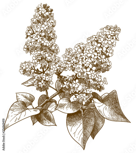 engraving  illustration of lilac syringa
