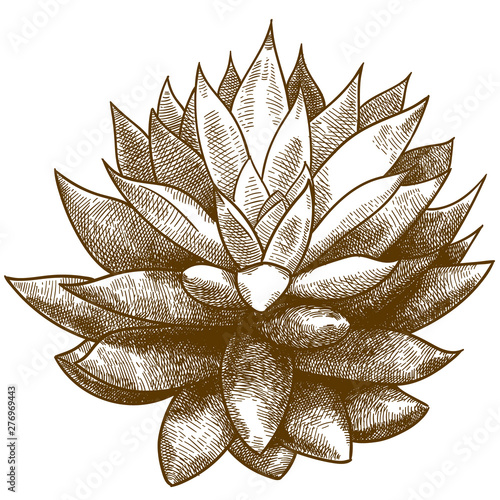 engraving illustration of echeveria or succulent