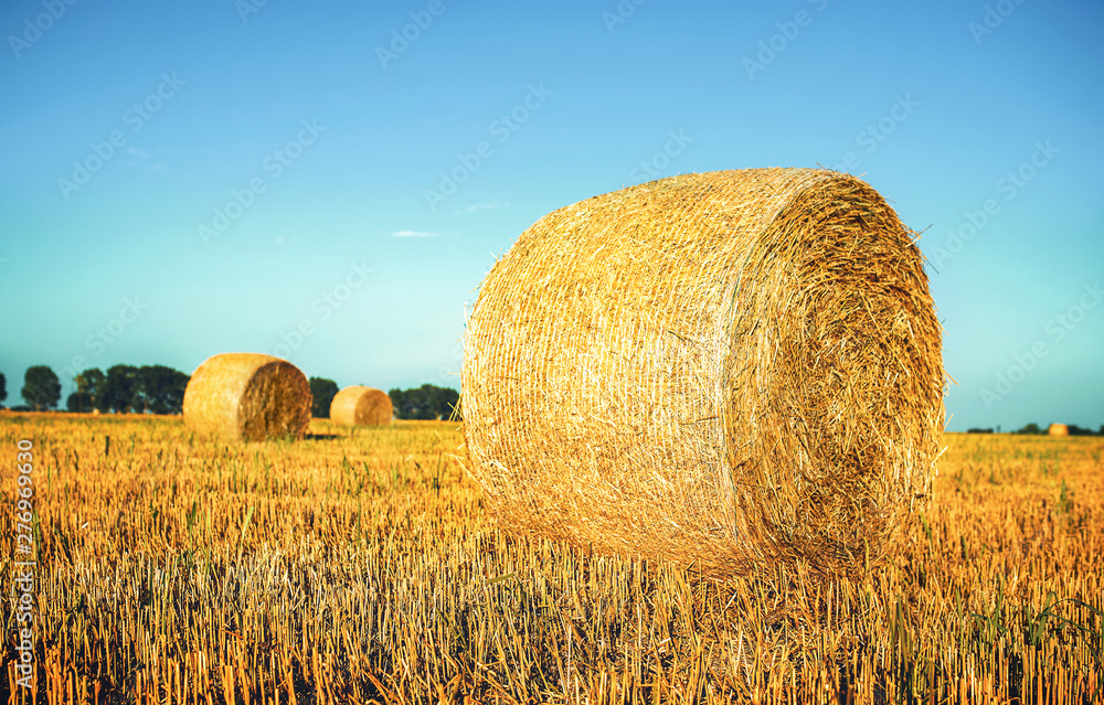 Wheat field after the harvest. Agricultural concept