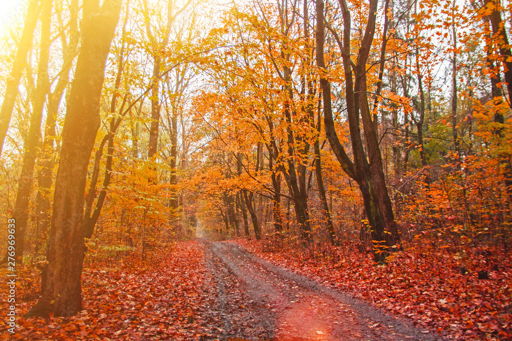 Beautiful road in the autumn vibrant forest landscape