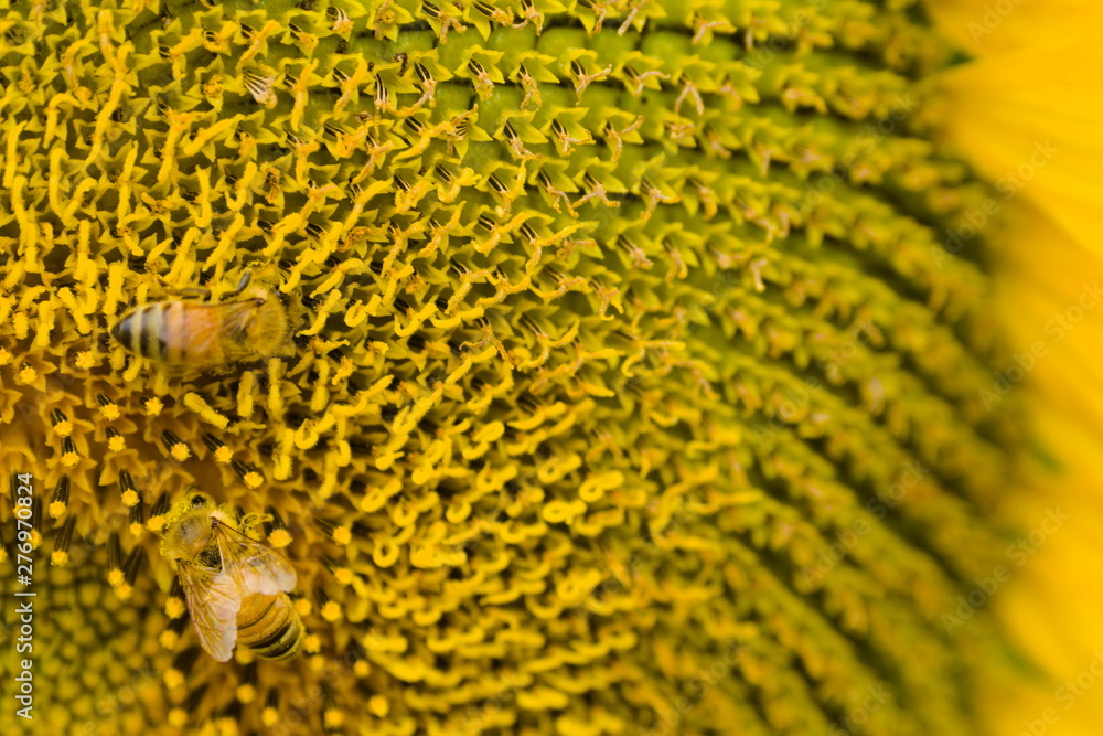 close up of sunflower