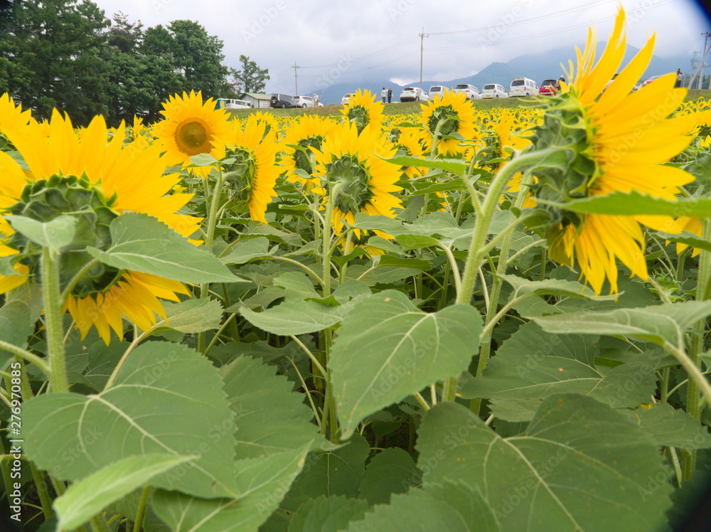 field of sunflowers and blue sky