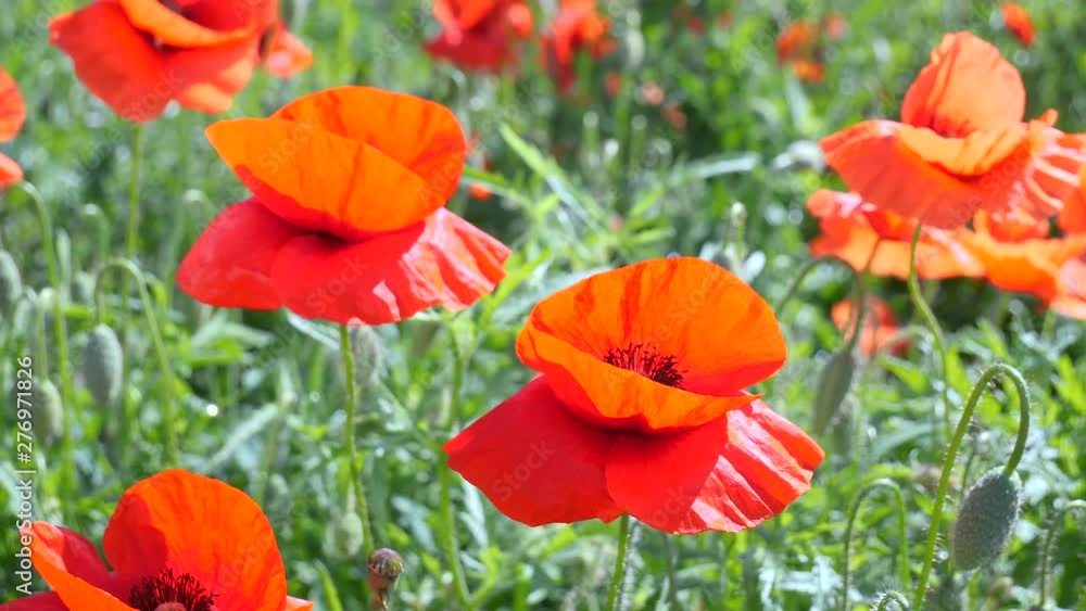 Summer poppy flowers on green field Summer poppy flowers on green field