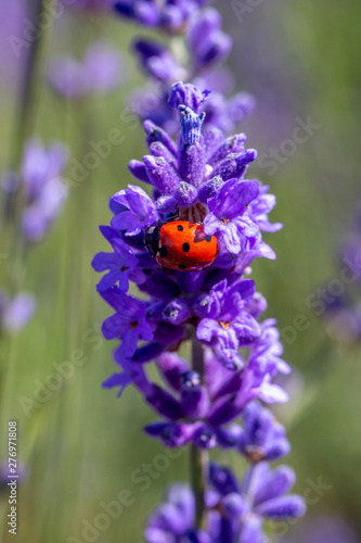 Seven spot ladybird on a lavender plant © magicbones