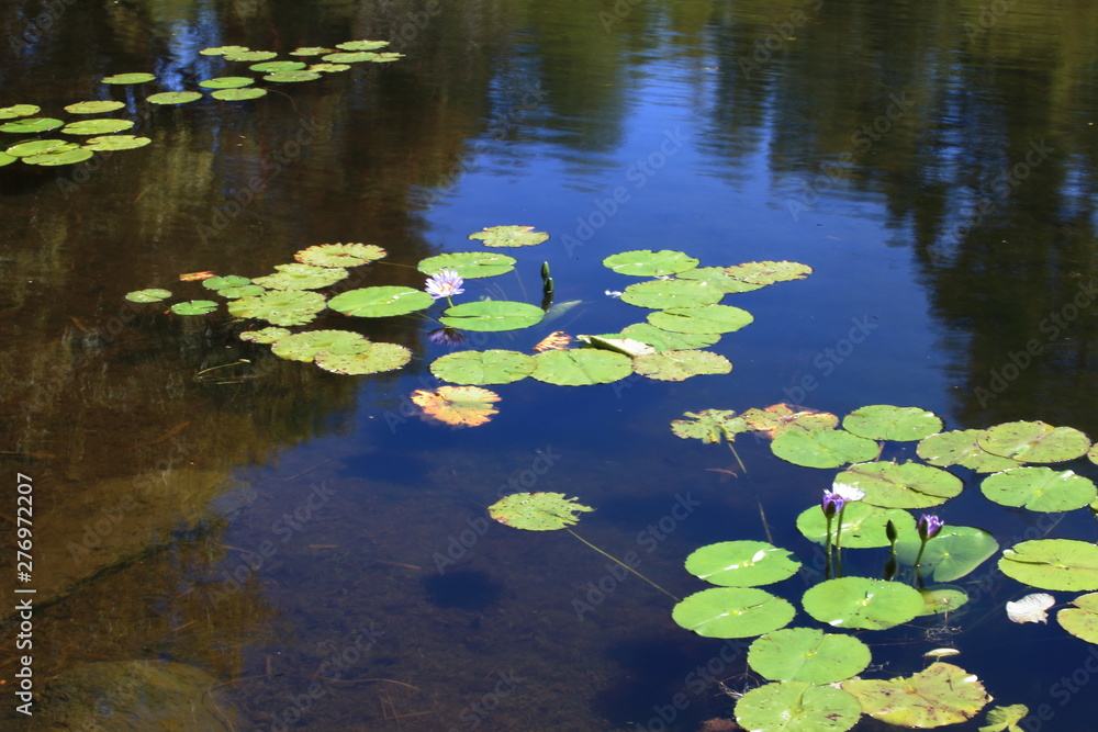 park pond park pond