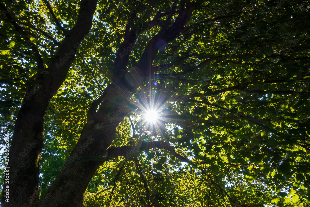 Obraz premium rays of sun in forest