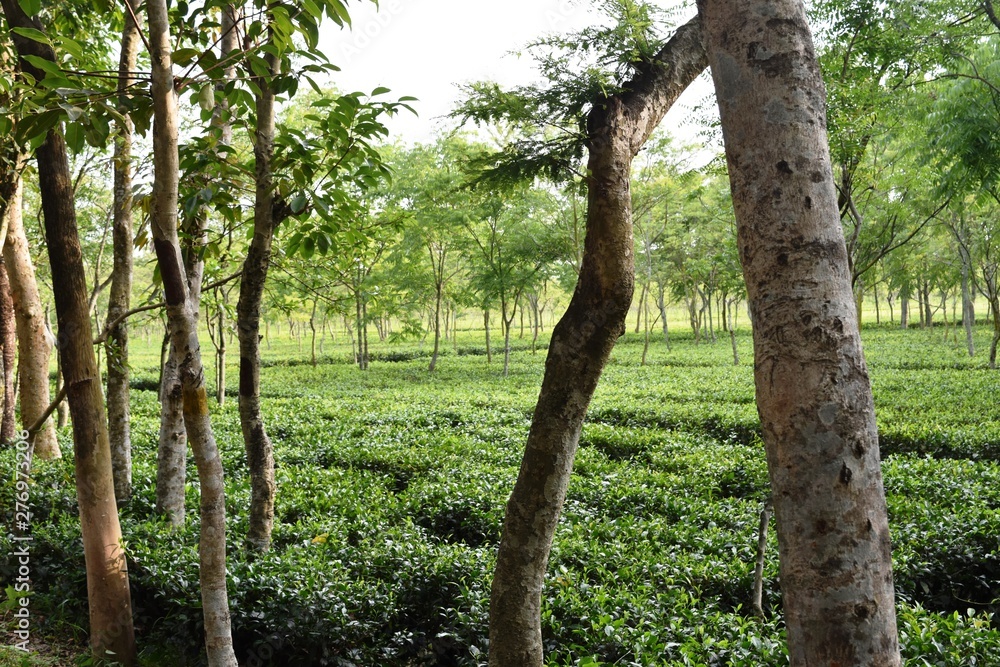 Obraz premium tree in the forest