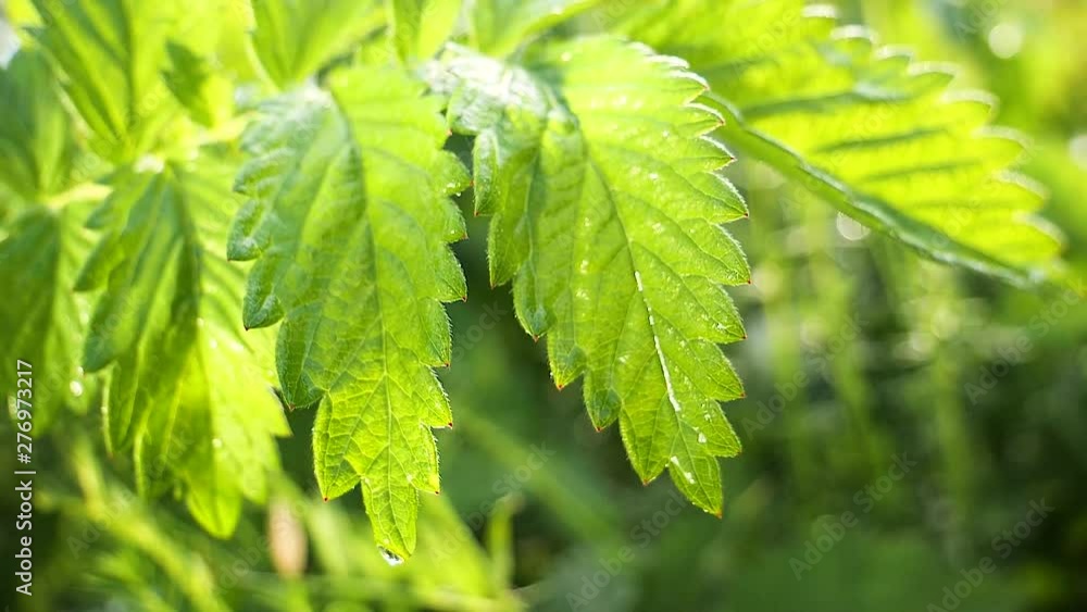 Green leaf with raindrops in the summer in nature develops in the wind