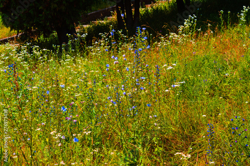 Wild meadow with different colors on a clear sunny day