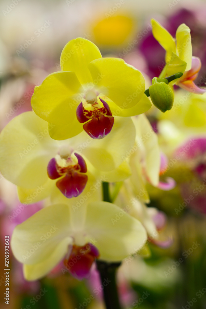 Beautiful delicate yellow orchids in the greenhouse Beautiful delicate yellow orchids in the greenhouse