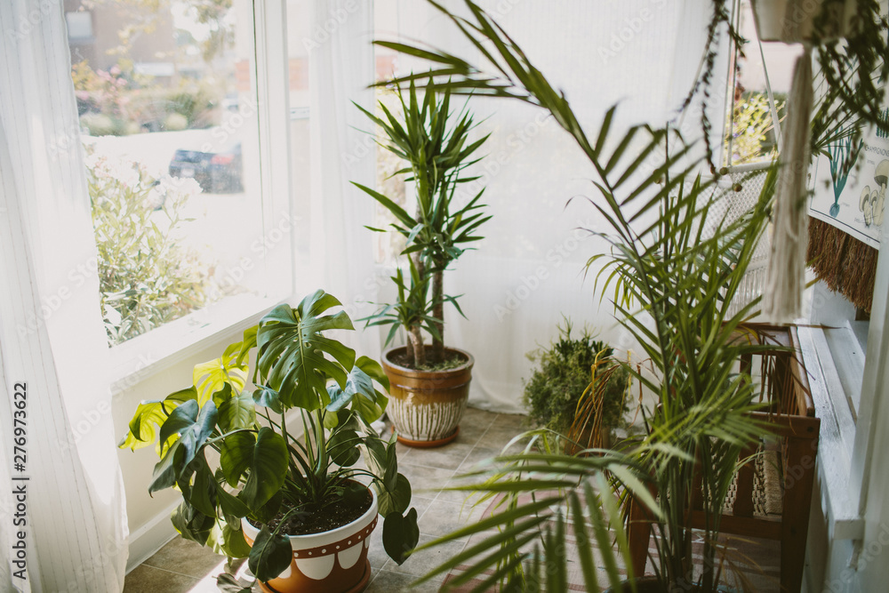 houseplants in a sunroom houseplants in a sunroom