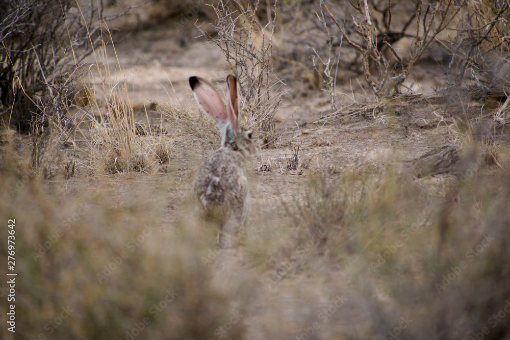 Desert rabbit