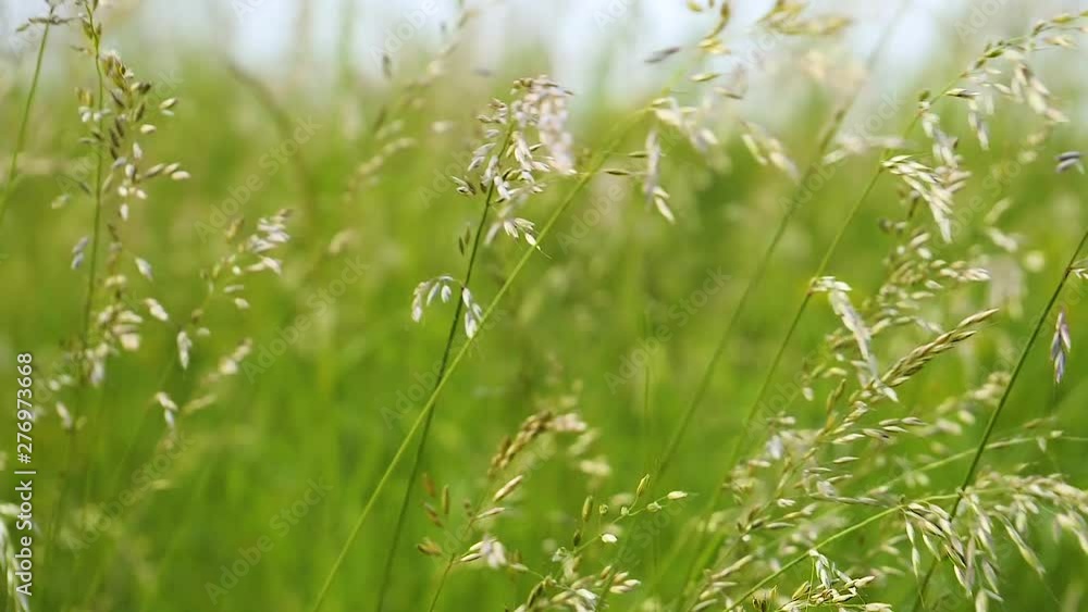 Green grass in nature with raindrops Green grass in nature with raindrops