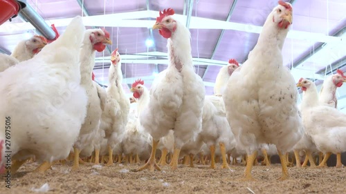 View of hens and roosters inside a modern poultry house  photo