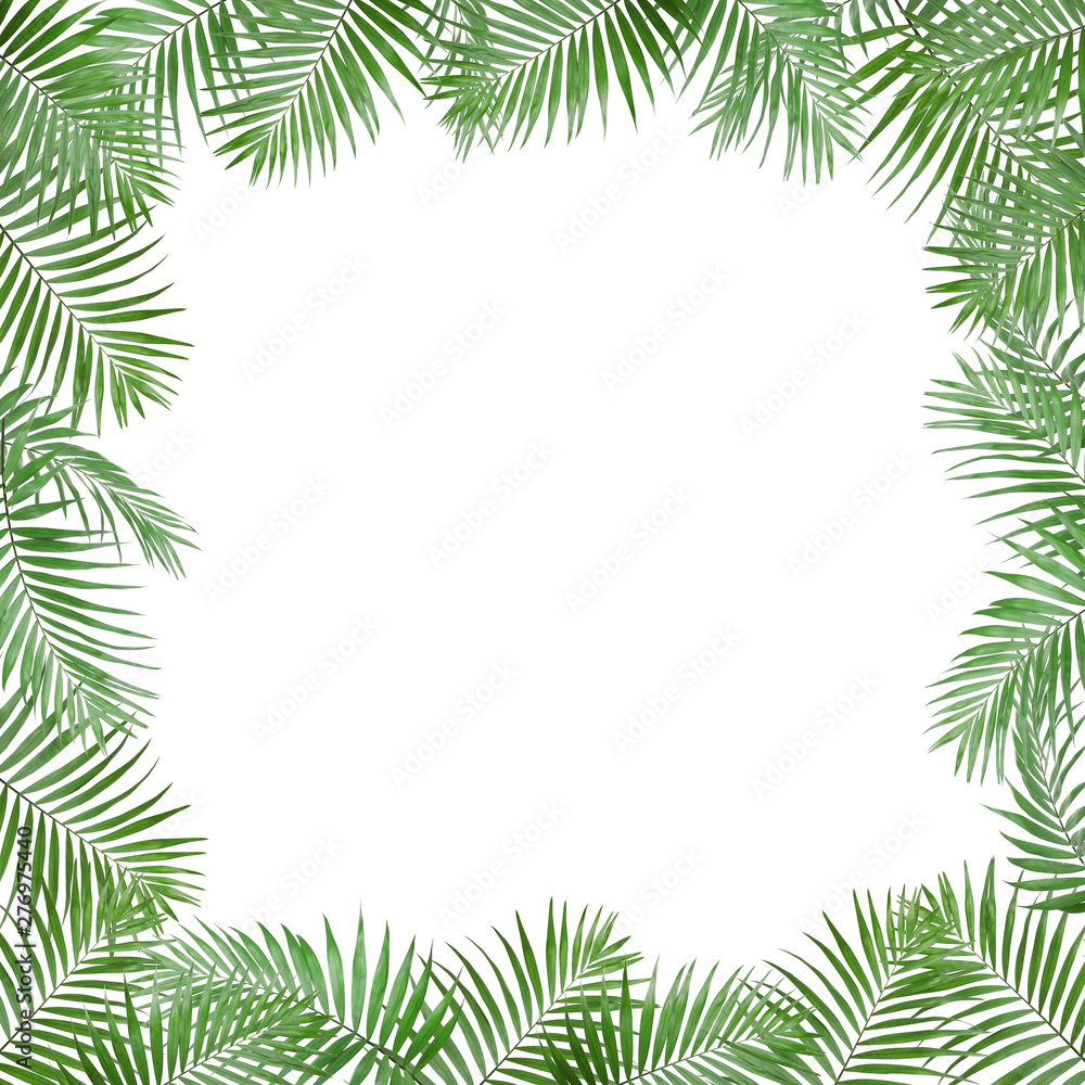 Frame made of fresh green tropical leaves on white background. Space for design