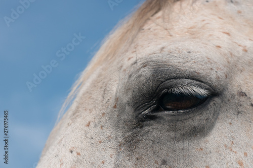 Close up shot of the eye of a white horse on a bright summer day
