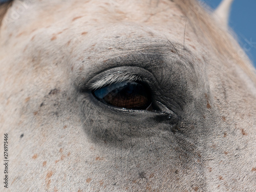 Close up shot of the eye of a white horse on a bright summer day