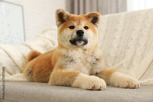 Funny akita inu puppy on sofa in living room