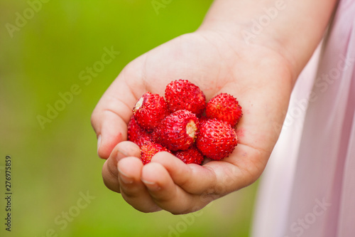 Close-up shot of girl s hand holding red wild strawberries.