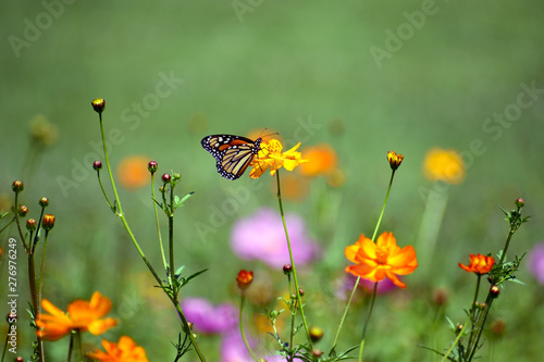Butterfly Climbs on a Wildflower © HANK GREBE