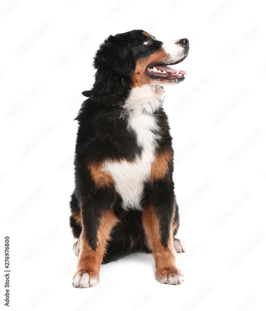 Funny Bernese mountain dog on white background