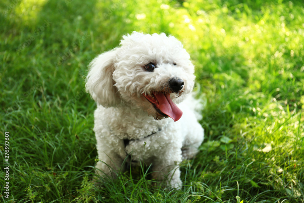 Cute fluffy Bichon Frise dog on green grass in park Cute fluffy Bichon Frise dog on green grass in park