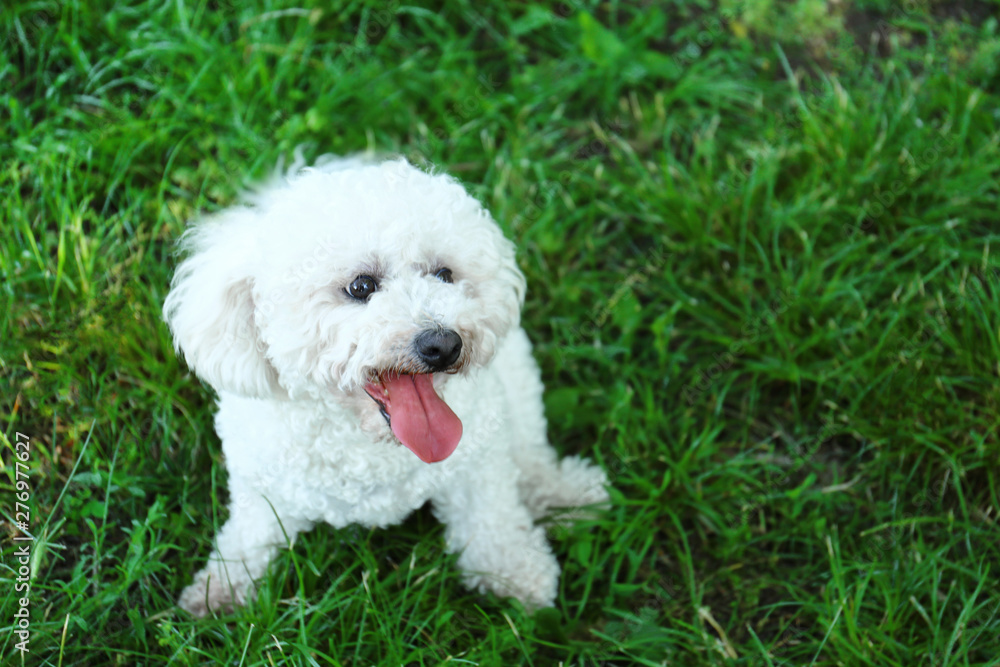 Cute fluffy Bichon Frise dog on green grass in park. Space for text