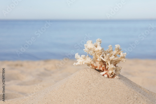 Sandy beach with beautiful coral near sea. Space for text