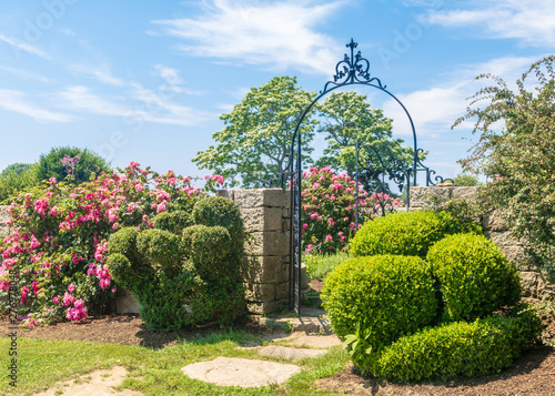 Fényképezés Shrubs and climbing roses near an iron gate