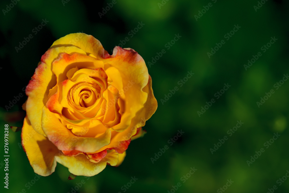 Gelbe rosenblüte vor grünem Hintergrund Gelbe rosenblüte vor grünem Hintergrund