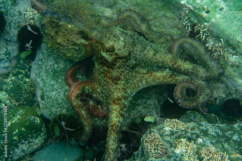 Diving and underwater photography  octopus under water in its natural habitat.