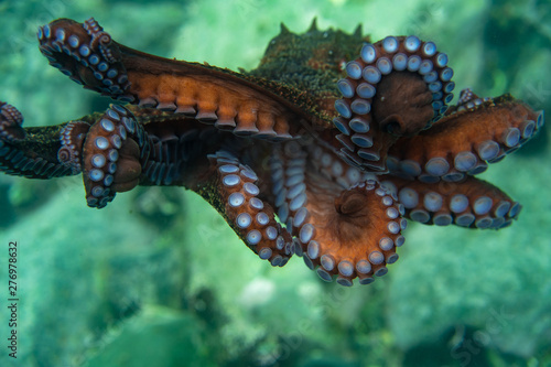 Diving and underwater photography, octopus under water in its natural habitat. © ezumer