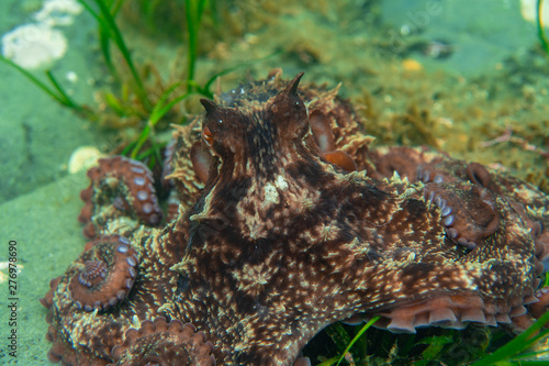 Diving and underwater photography, octopus under water in its natural habitat. © ezumer