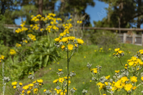 Flowering giant dandelion and bees flying around to pick up nectar. Close up, selective focus. Forest mountains of Tenerife, Canary Islands, Spain