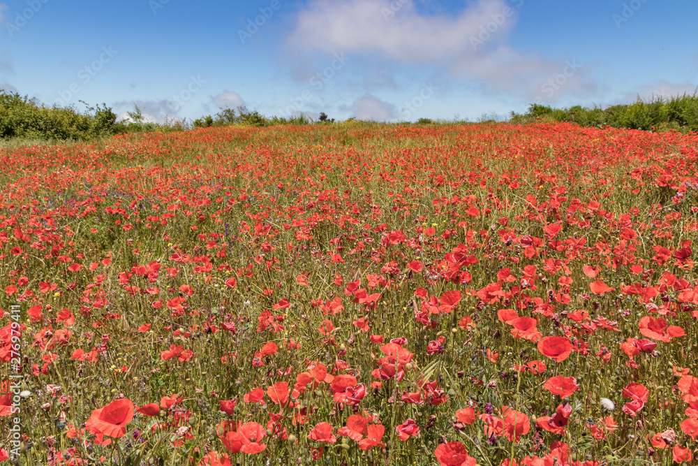 Garden plot covered by Flowering red poppies on background of blue sky with white fluffy clouds. Bright, warm sunny day. Tenerife, Canary islands