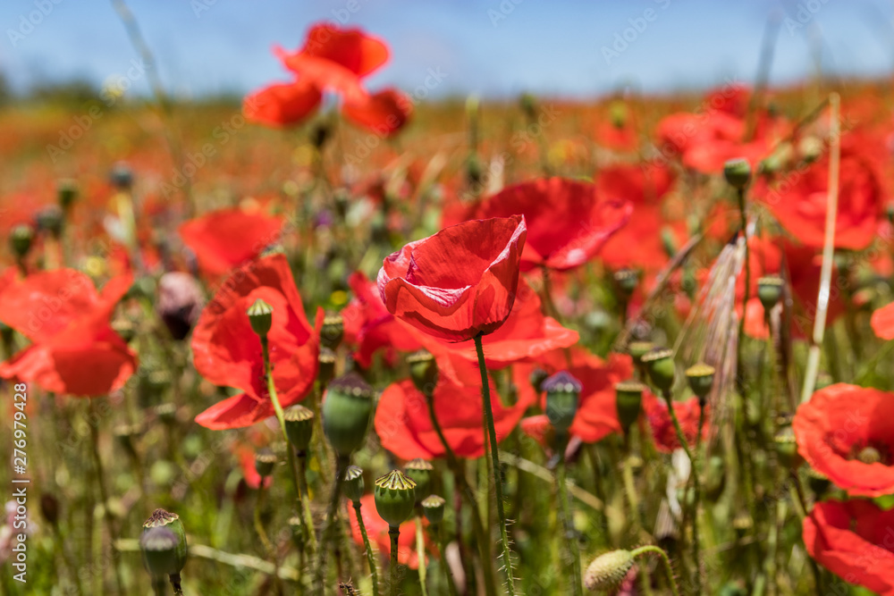 Garden plot covered by Flowering red poppies on background of blue sky with white fluffy clouds. Bright, warm sunny day. Tenerife, Canary islands Garden plot covered by Flowering red poppies on background of blue sky with white fluffy clouds. Bright, warm sunny day. Tenerife, Canary islands