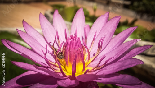 pink water lily