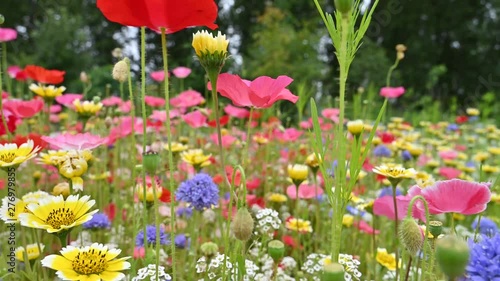 Natural background made of bright, colorful, vibrant selections of wildflowers on a spring meadow in British Columbia, Canada