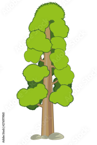High tree sequoia on white background is insulated