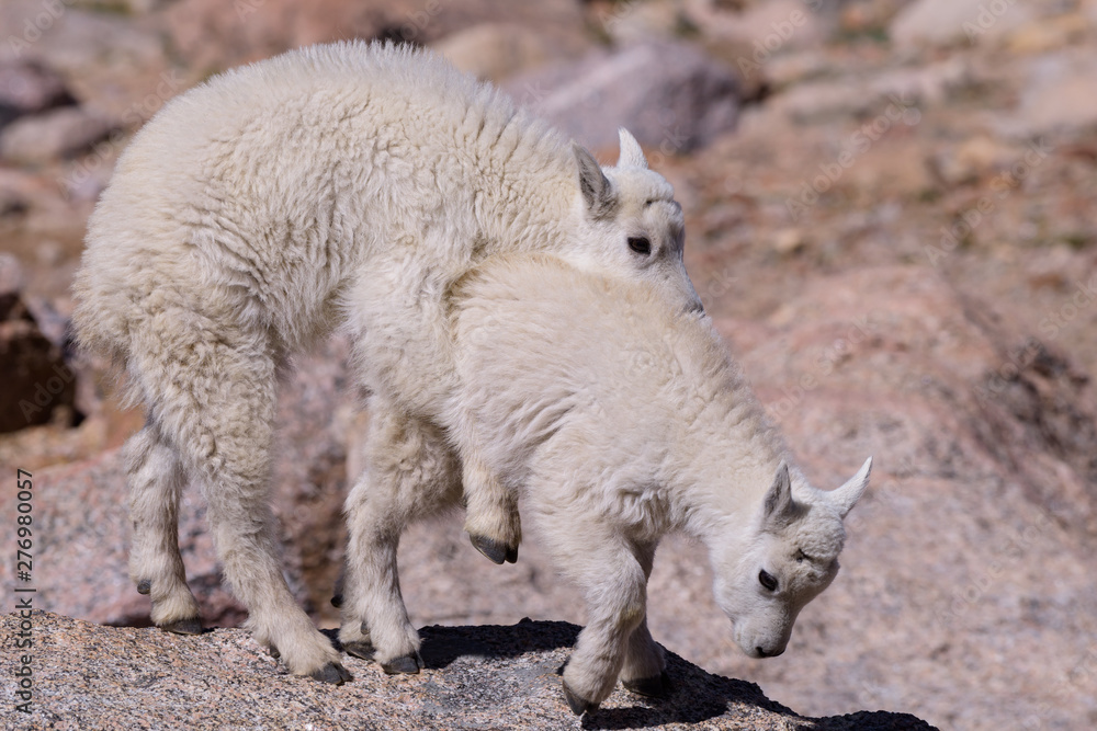 Wild Mountain Goats of the Colorado Rocky Mountains Wild Mountain Goats of the Colorado Rocky Mountains